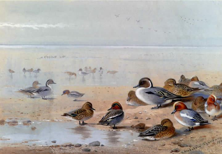 Wigeon Canvas Paintings